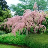 Tamariks: sadnja i njega u predgrađu: recenzije, sorte, karakteristike uzgoja